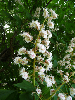 Fleurs de couleur blanche mais pouvant comporter du rose ou du jaune. Elles sont groupées en grappes dressées. Agrandir dans une nouvelle fenêtre (ou onglet)